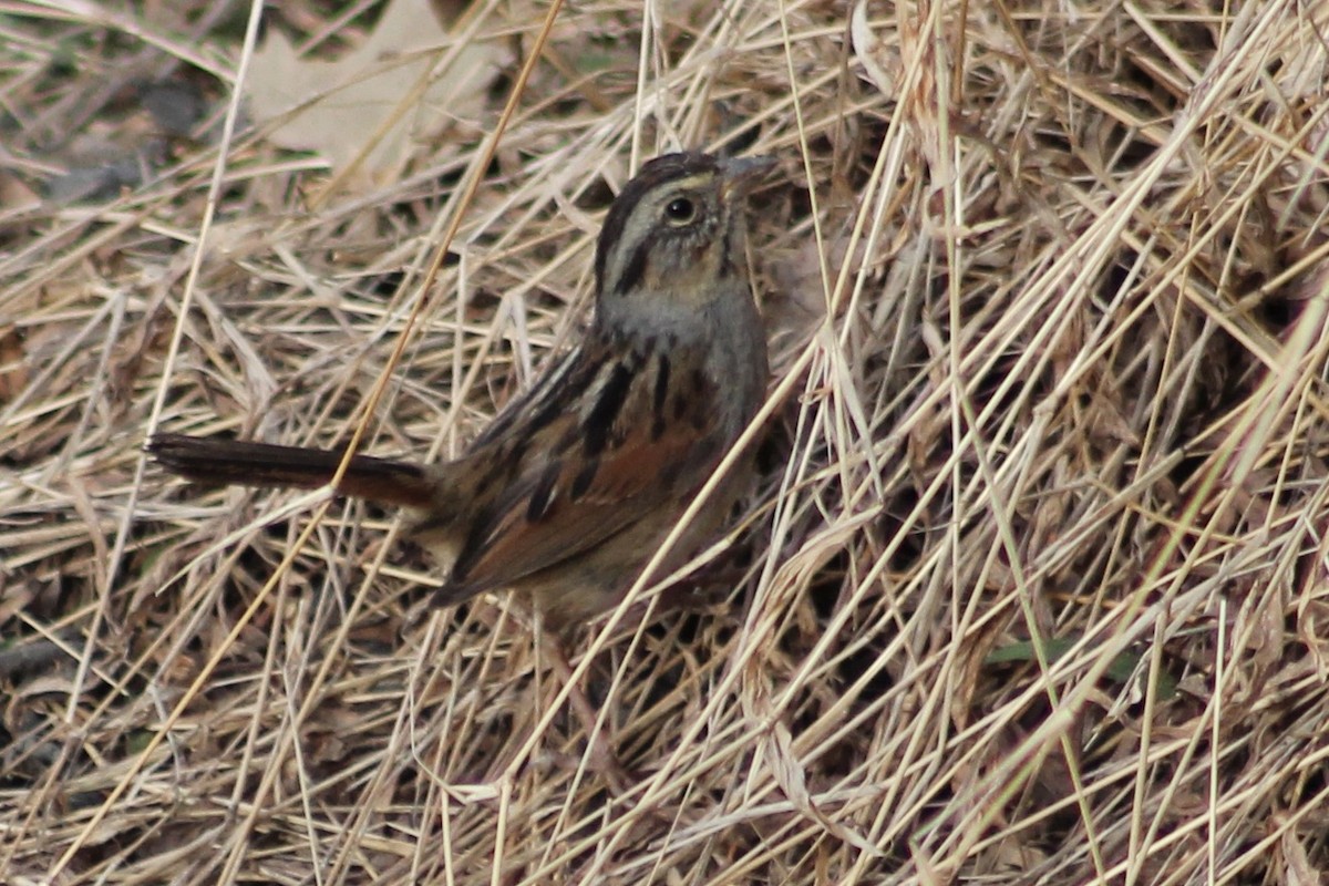 Swamp Sparrow - ML430629831