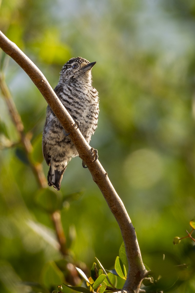 White-barred Piculet - ML430630121