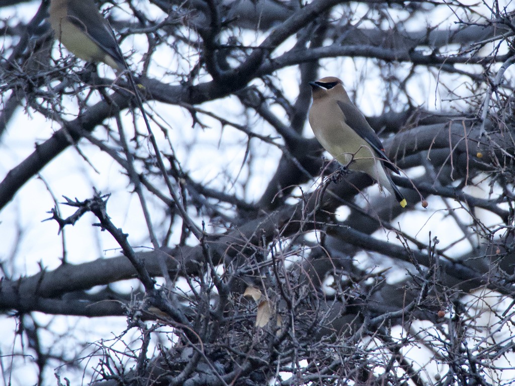 Cedar Waxwing - ML430630401