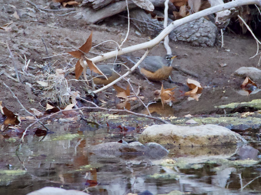American Robin - ML430630461