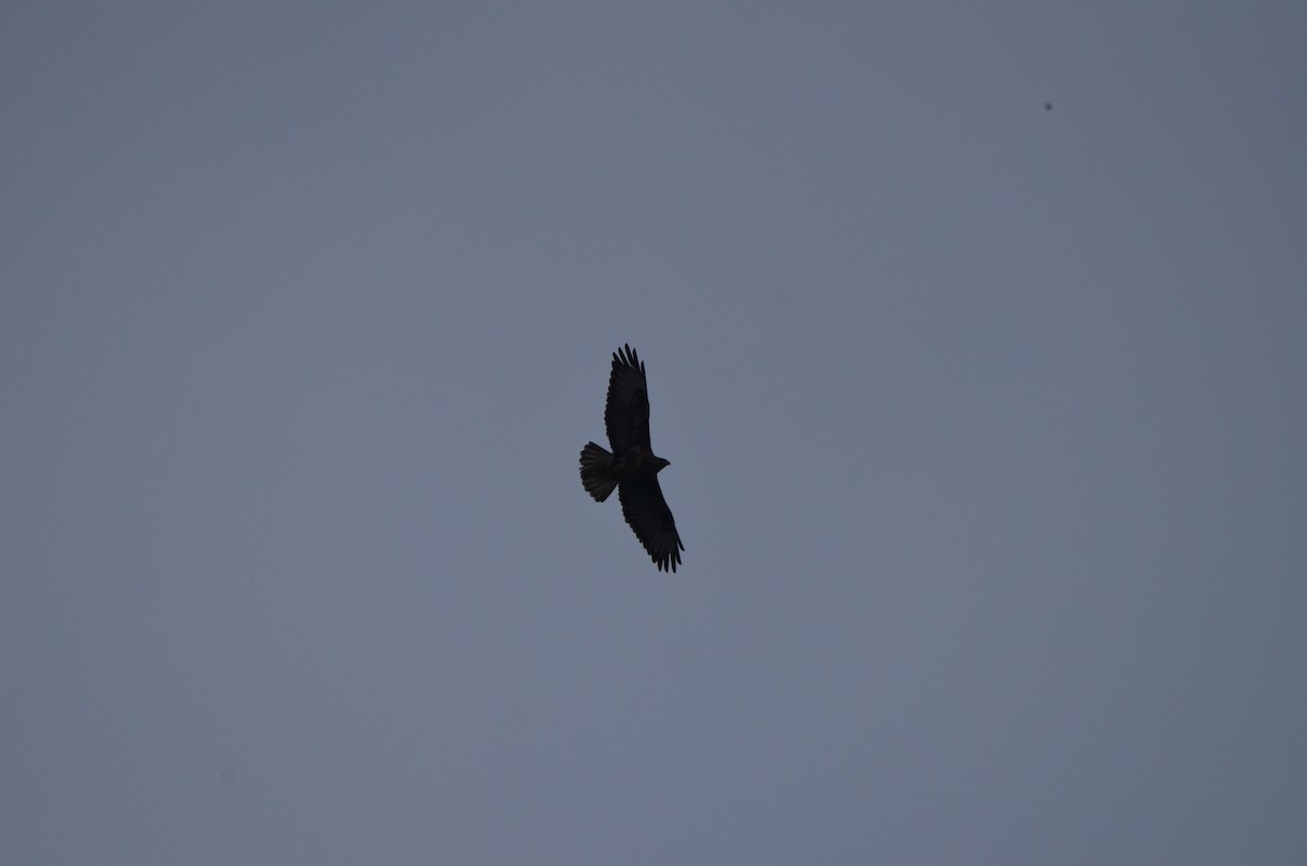 Common Buzzard - Karthikeyan G B