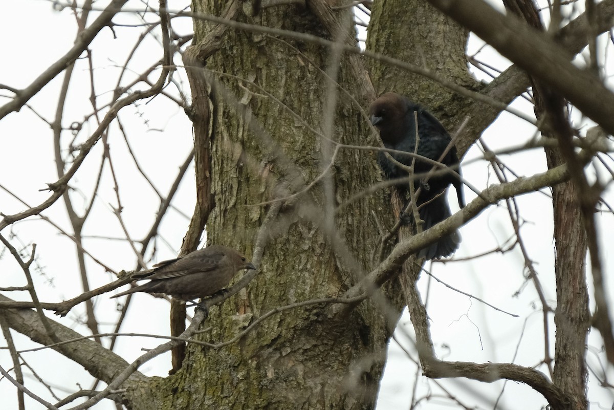Brown-headed Cowbird - ML430631521