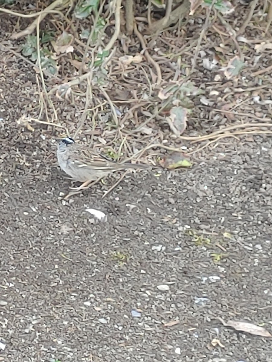 White-crowned Sparrow - ML430632641