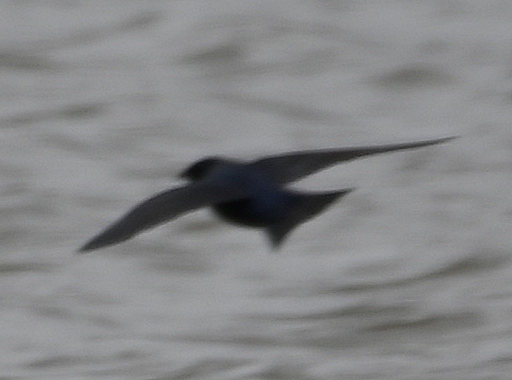 Purple Martin - ML430632651