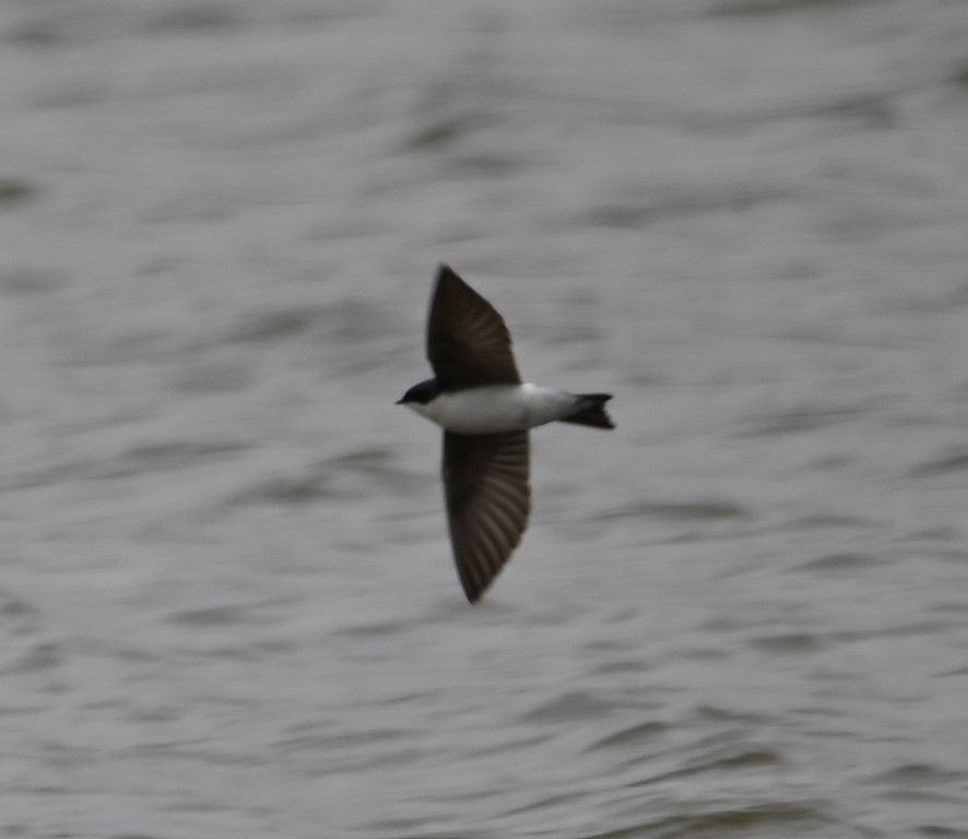 Tree Swallow - ML430632761