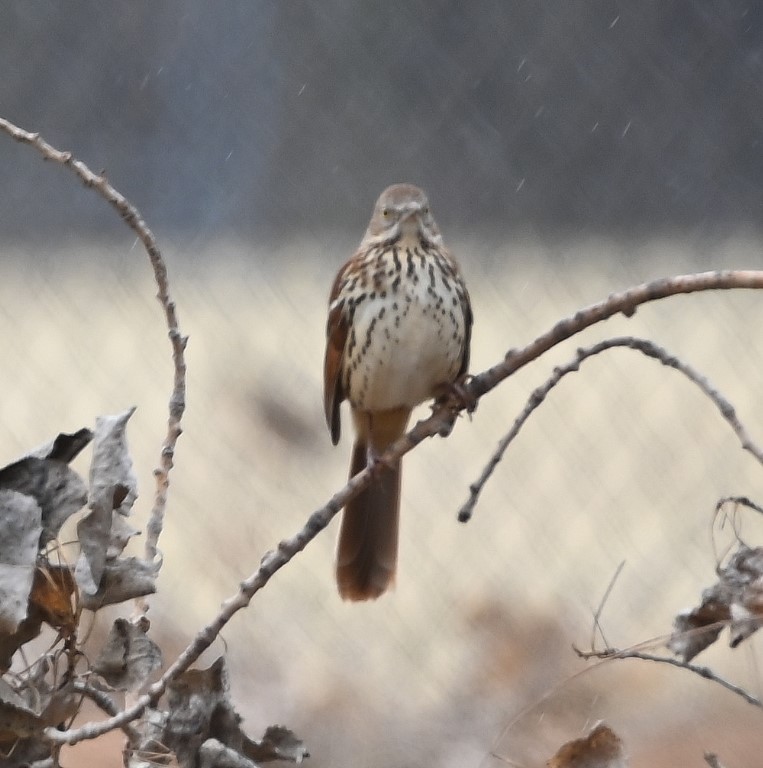 Brown Thrasher - ML430632901