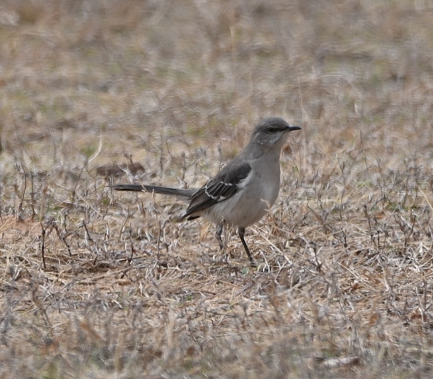 Northern Mockingbird - ML430633021