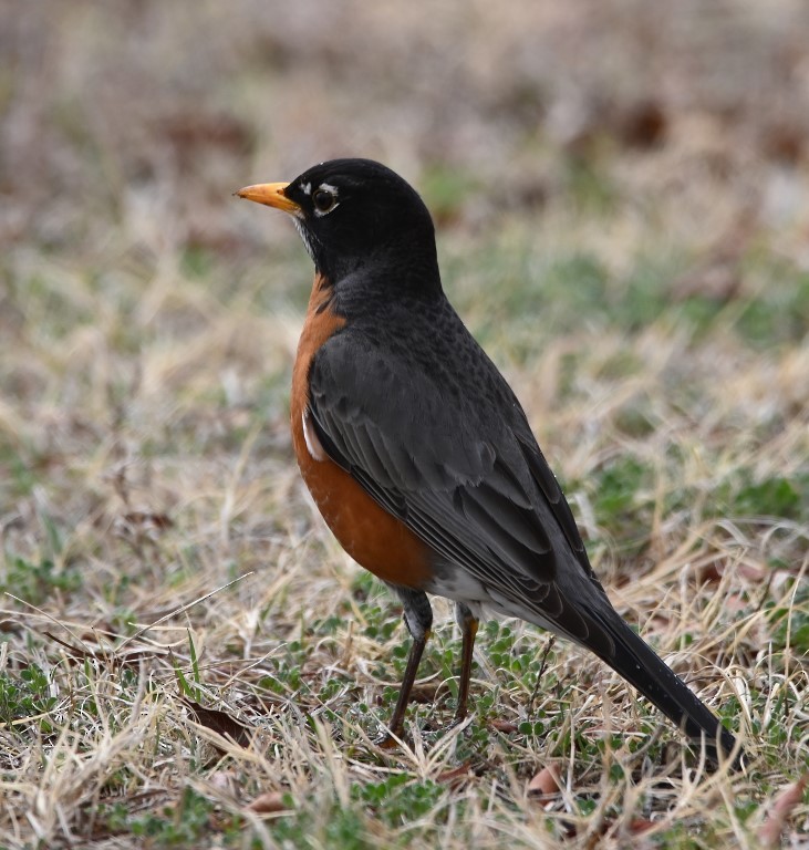 American Robin - ML430633051