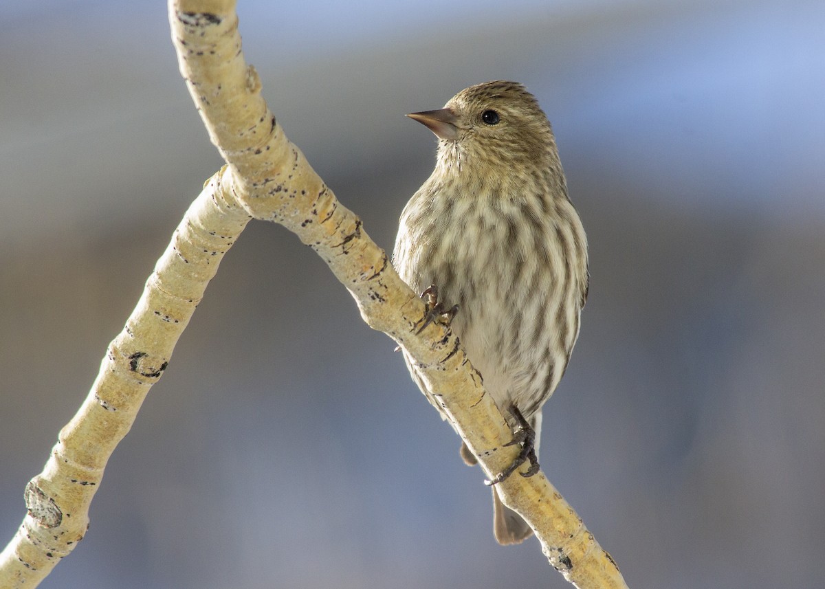 Pine Siskin - Darren Pendleton