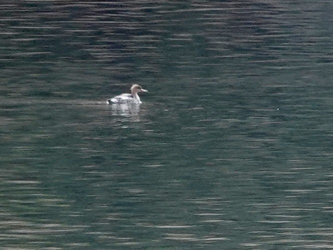 Red-breasted Merganser - ML430634581