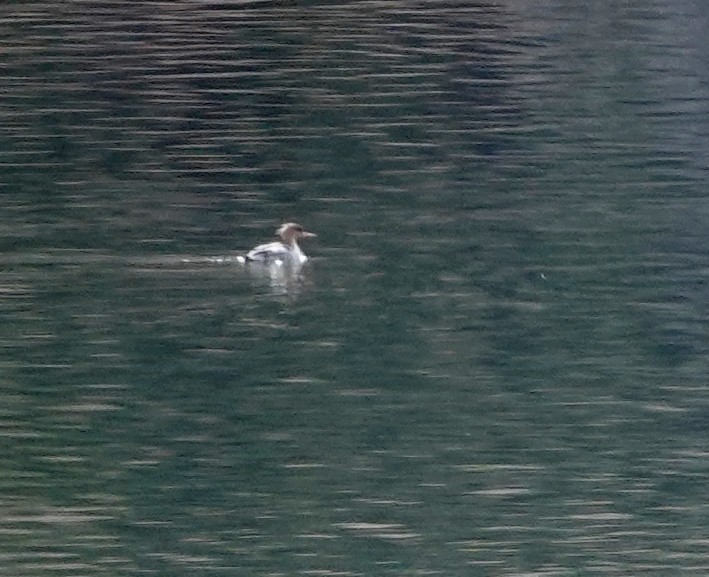 Red-breasted Merganser - Rene Laubach