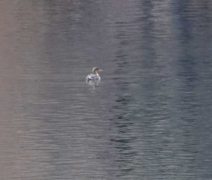 Red-breasted Merganser - ML430635111