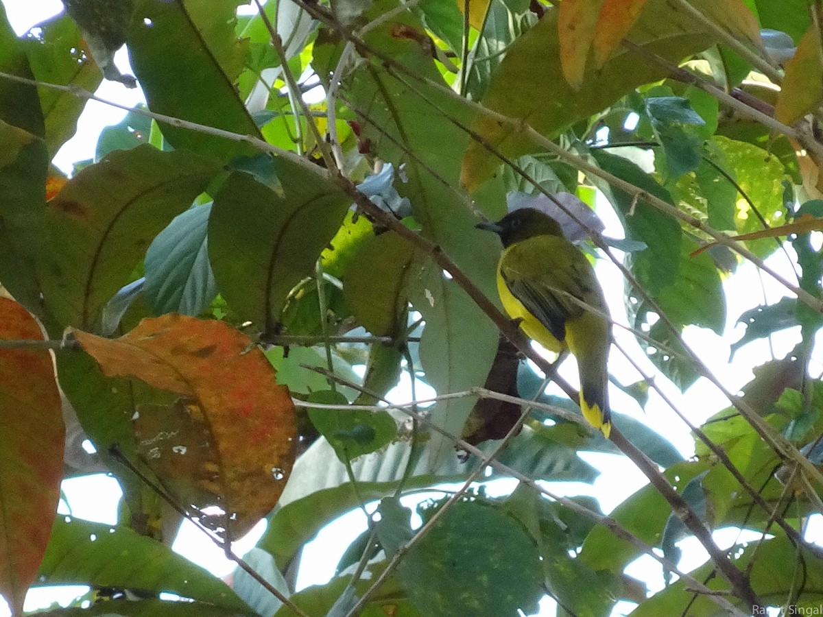 Andaman Bulbul - Ramit Singal