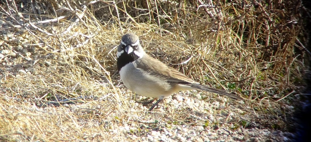 Black-throated Sparrow - ML43063641