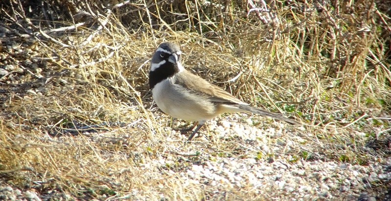 Black-throated Sparrow - ML43063651