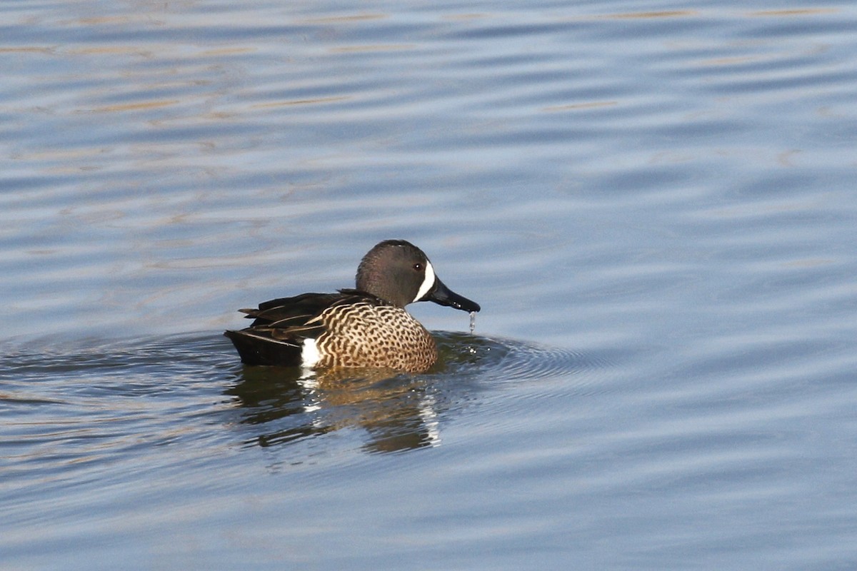 Blue-winged Teal - ML430636931