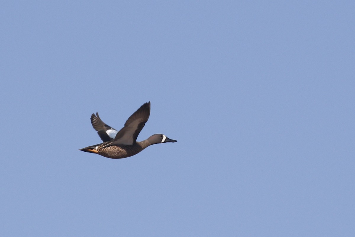 Blue-winged Teal - ML430637031