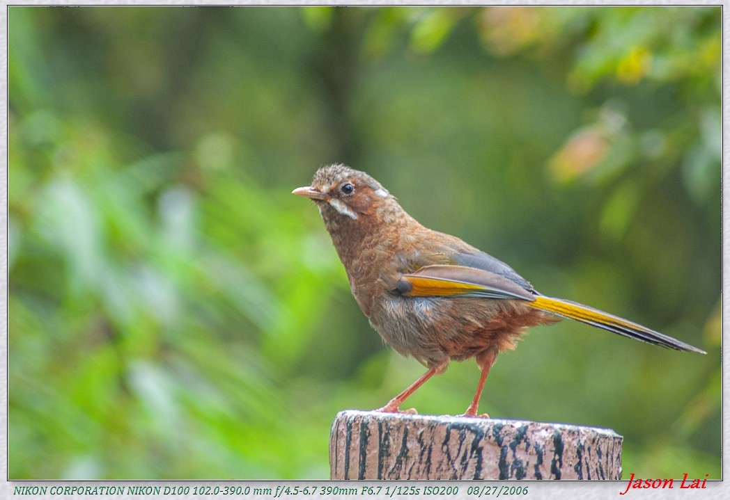 White-whiskered Laughingthrush - ML430637421