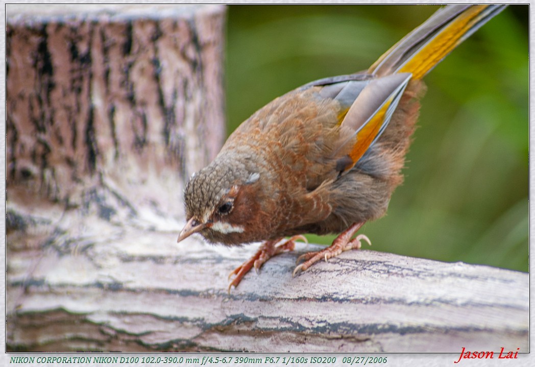 White-whiskered Laughingthrush - ML430637431