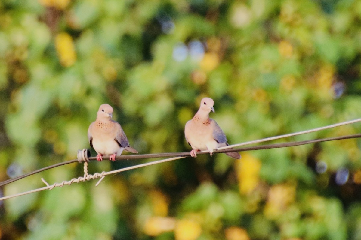 Laughing Dove - ML430638901