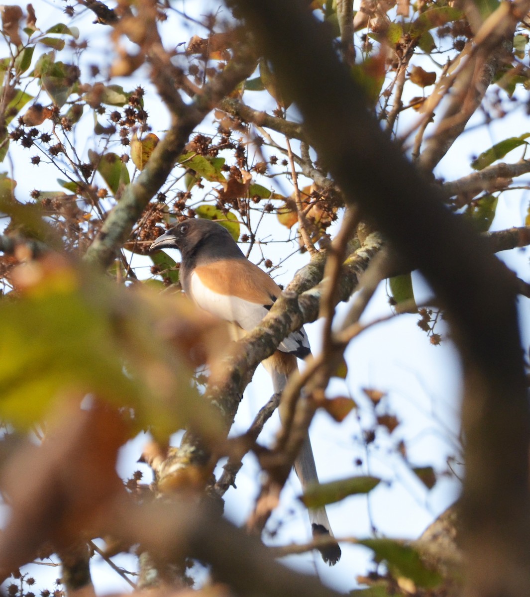 White-bellied Treepie - ML430639211