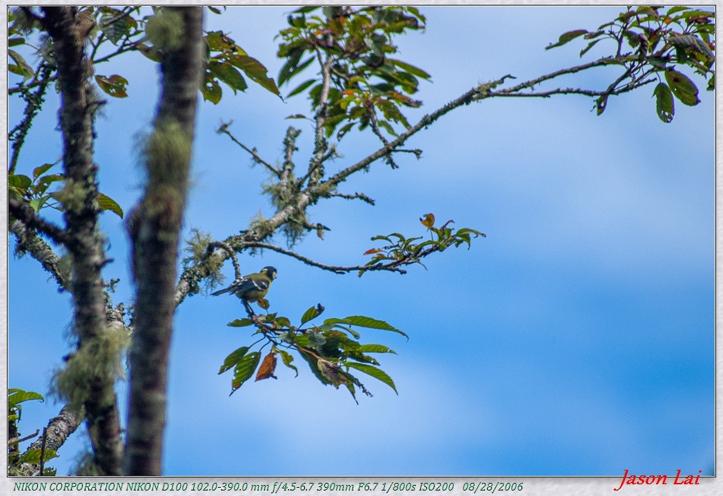 Green-backed Tit - ML430640751