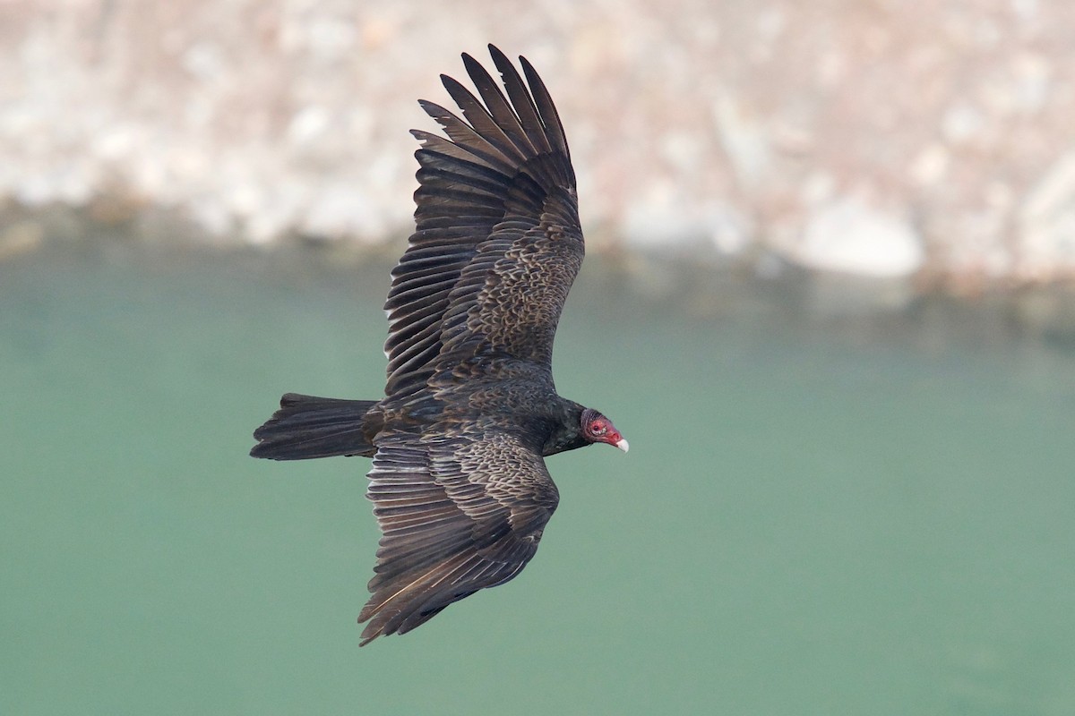 Turkey Vulture - ML430640771