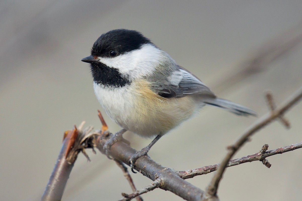 Black-capped Chickadee - ML430641551