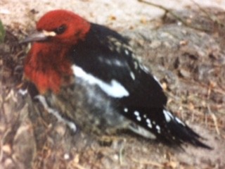 Red-breasted Sapsucker - ML43064311