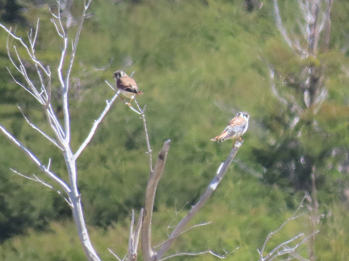 American Kestrel - ML430643161