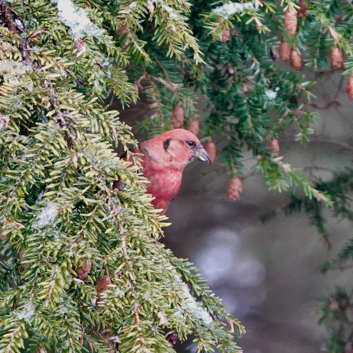 White-winged Crossbill - ML430646991