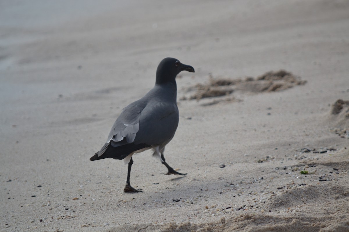 Gaviota Fuliginosa - ML430647071