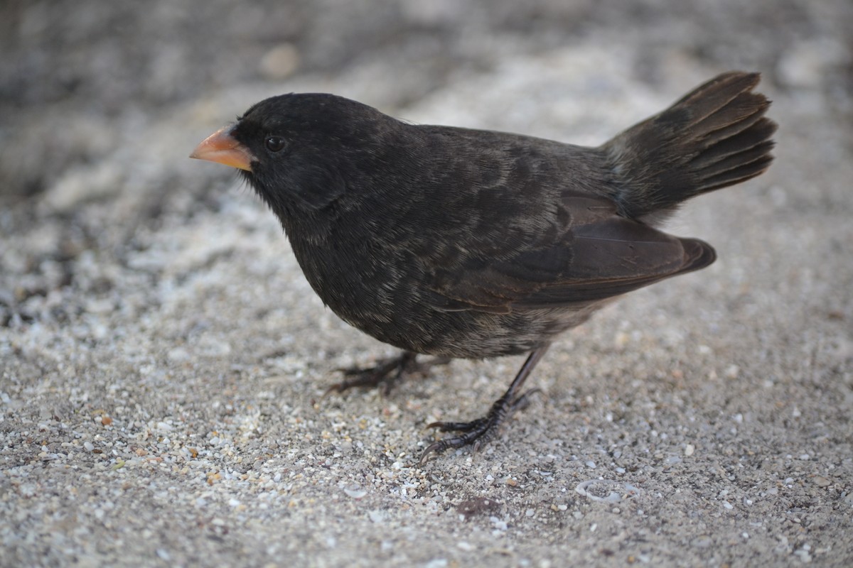 Small Ground-Finch - ML430647331