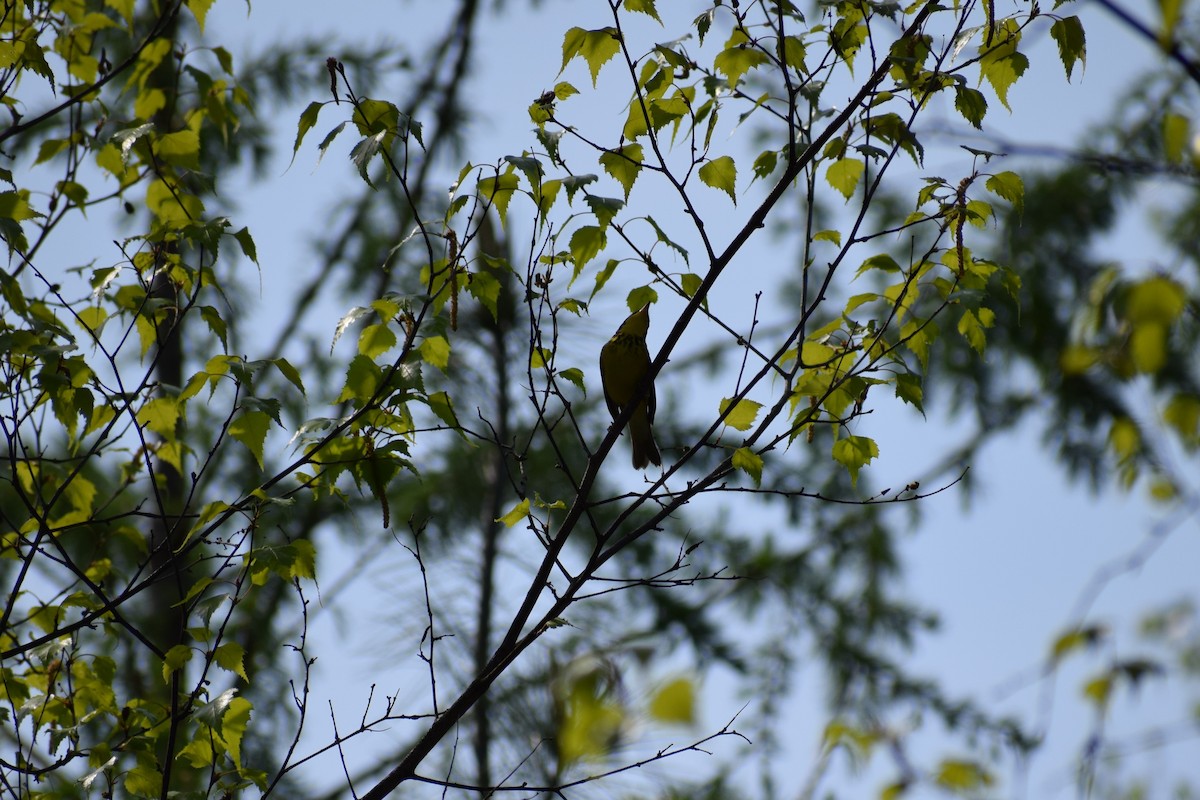 Canada Warbler - ML430647601