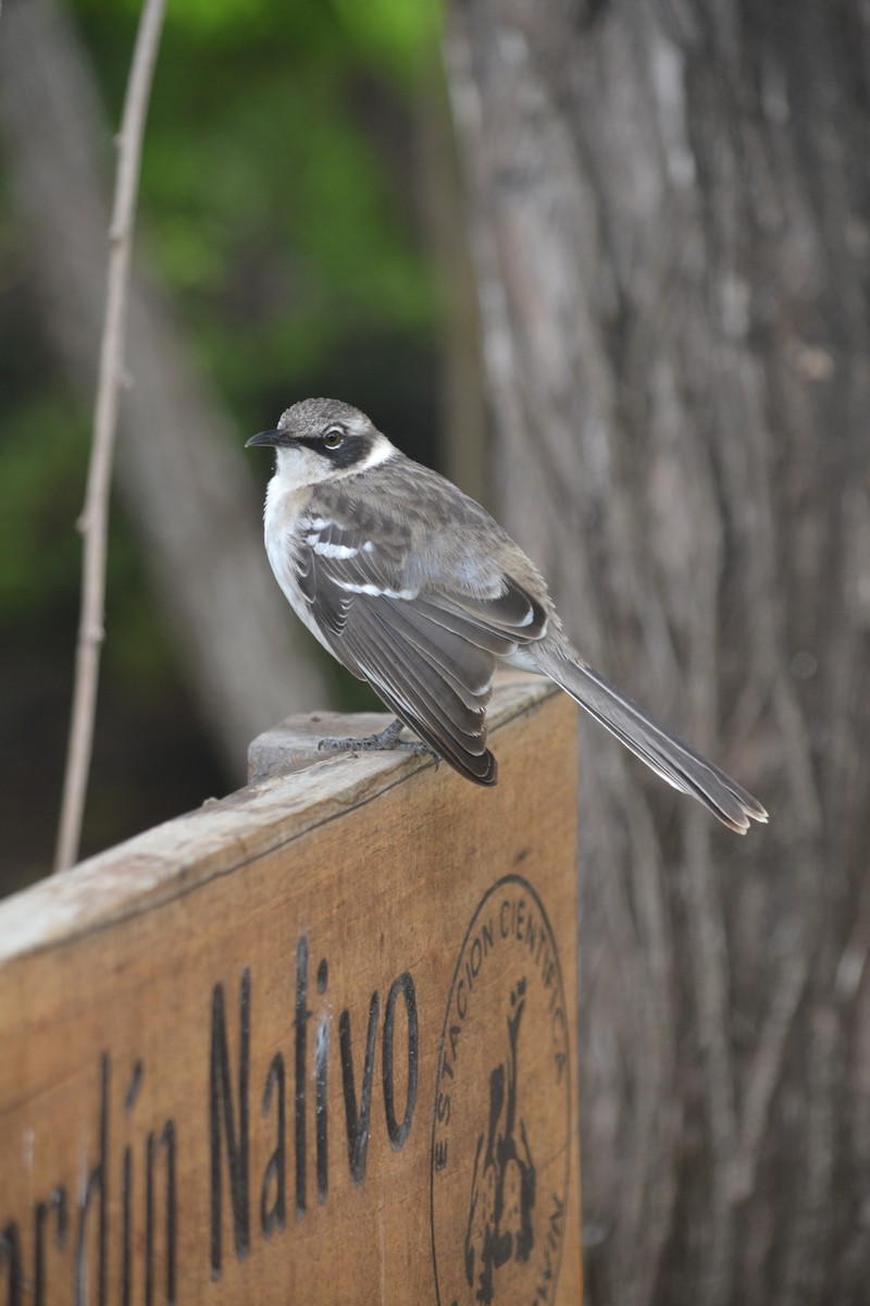 Galapagos Mockingbird - ML430648061