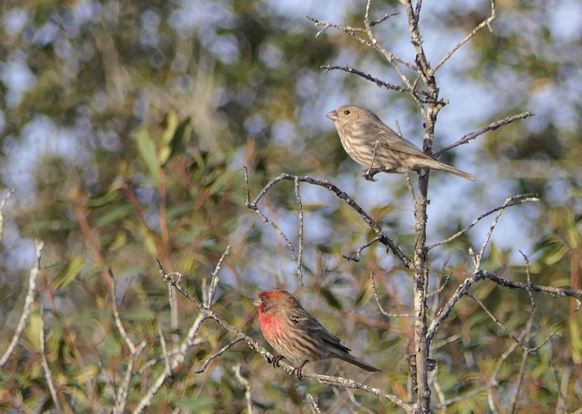 House Finch - ML430648181