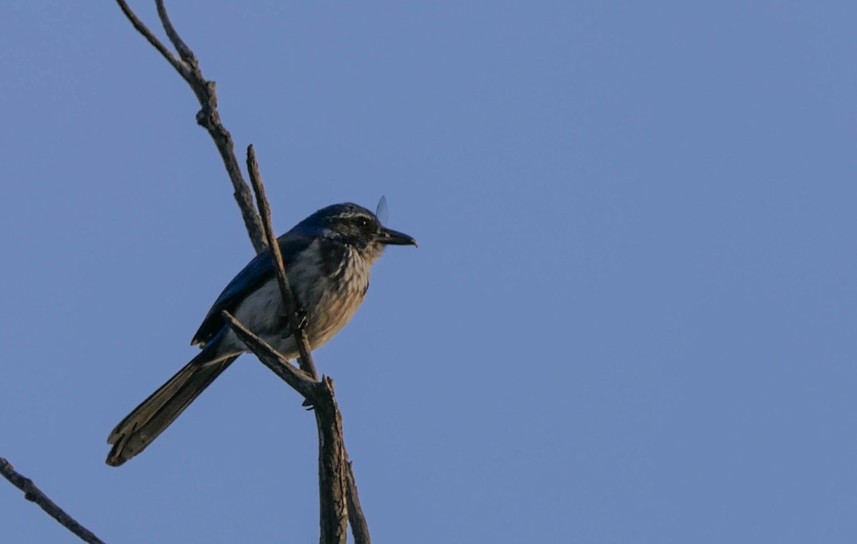 California Scrub-Jay - ML430648221