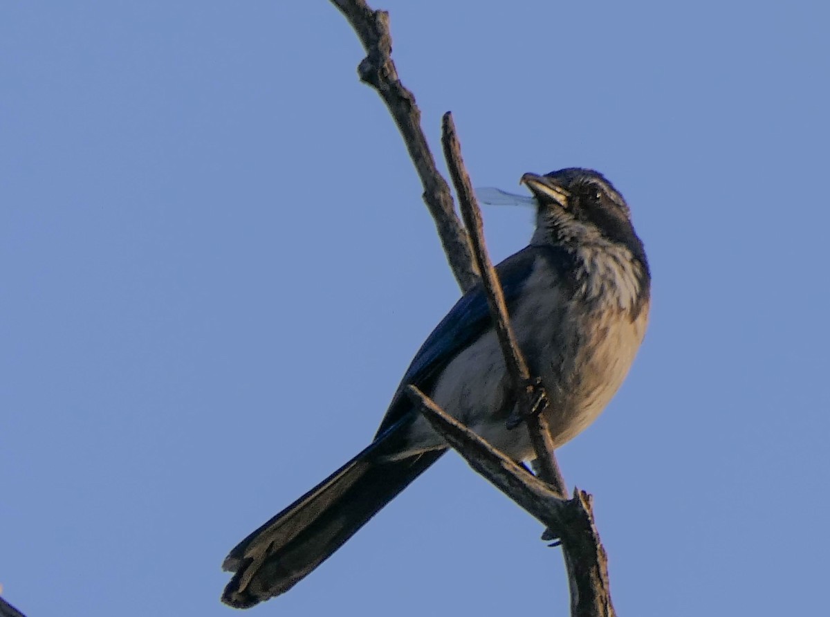 California Scrub-Jay - ML430648241