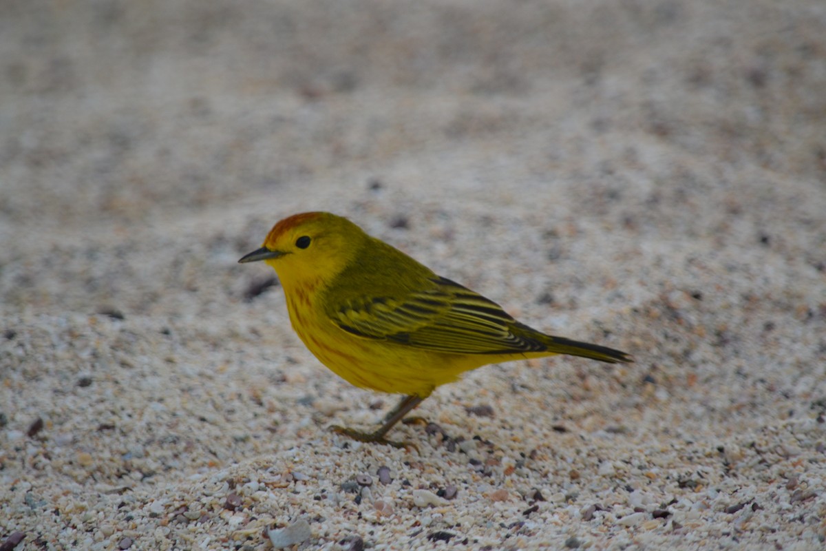 Mangrove Yellow Warbler - ML430648261