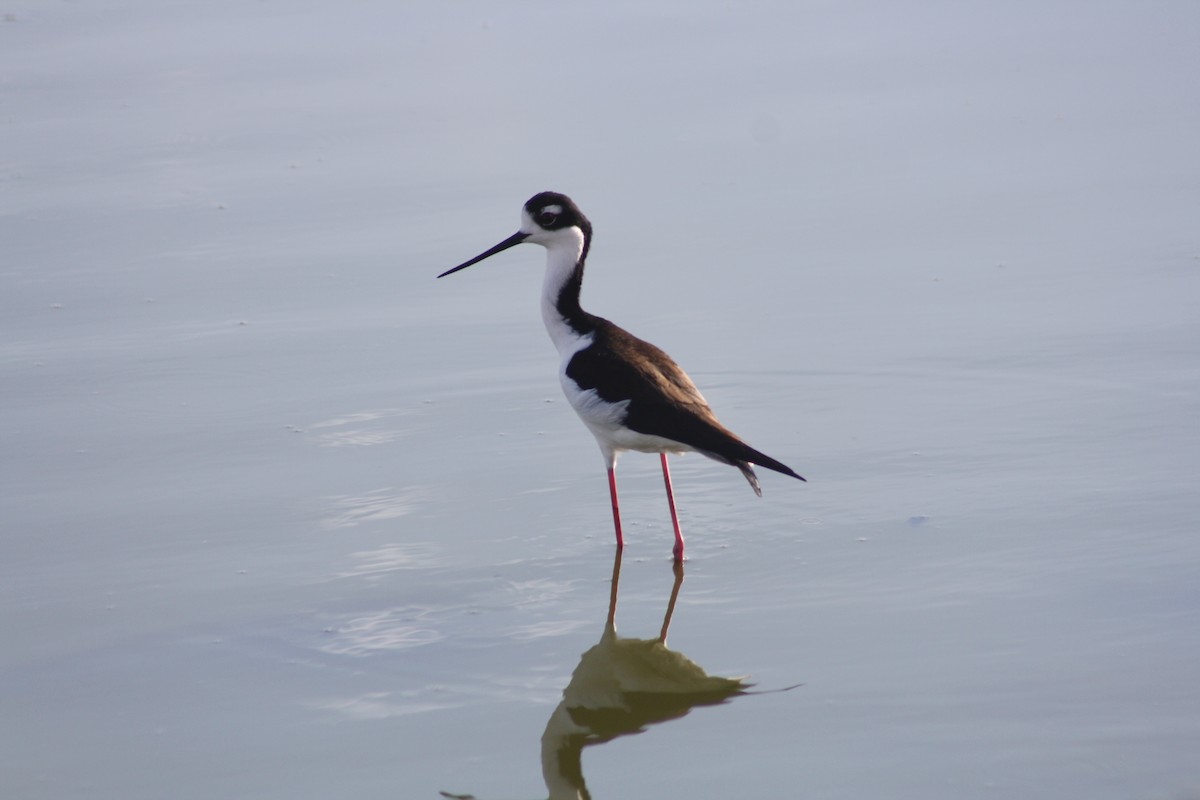 Black-necked Stilt - ML430648481