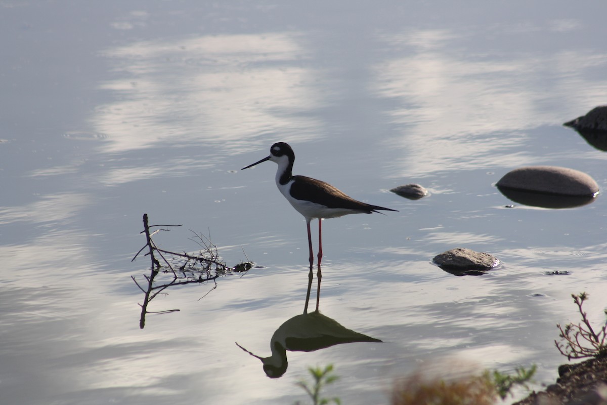 Black-necked Stilt - ML430648521