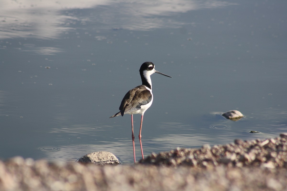 Black-necked Stilt - ML430648551