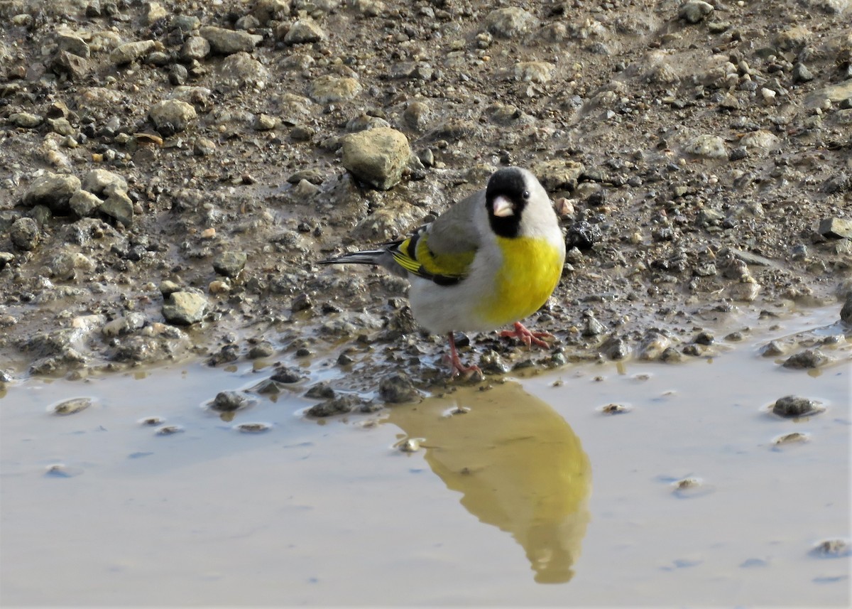 Lawrence's Goldfinch - ML430651341