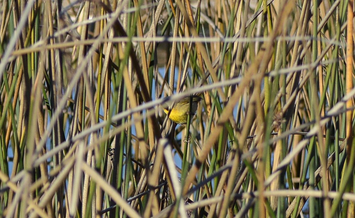 Paruline masquée - ML43065251