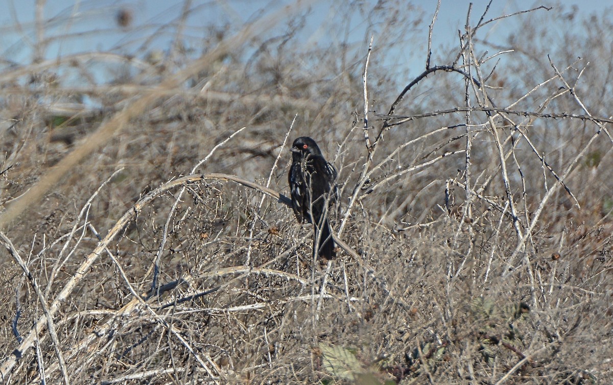 Tohi tacheté - ML43065311