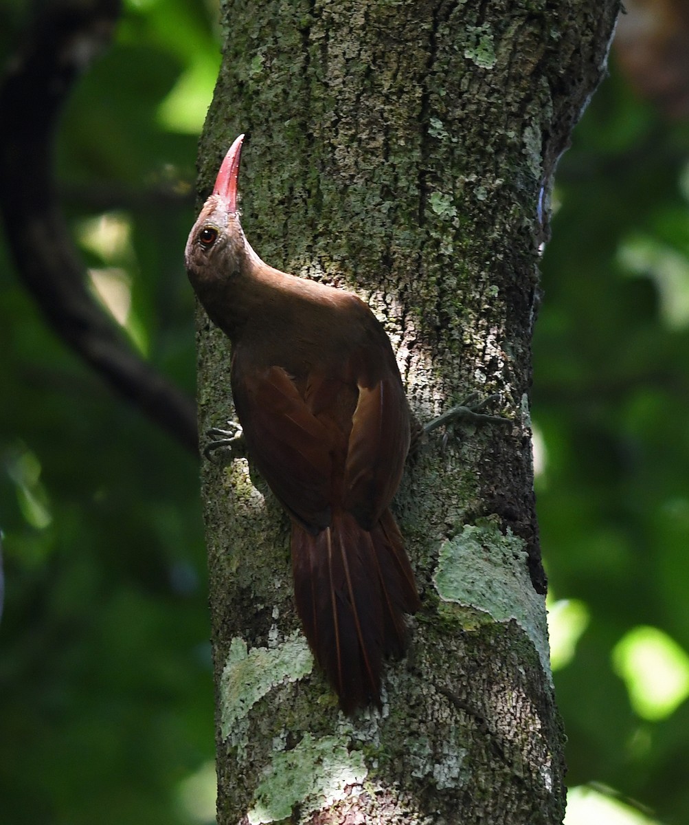 Bar-bellied Woodcreeper - ML430653591