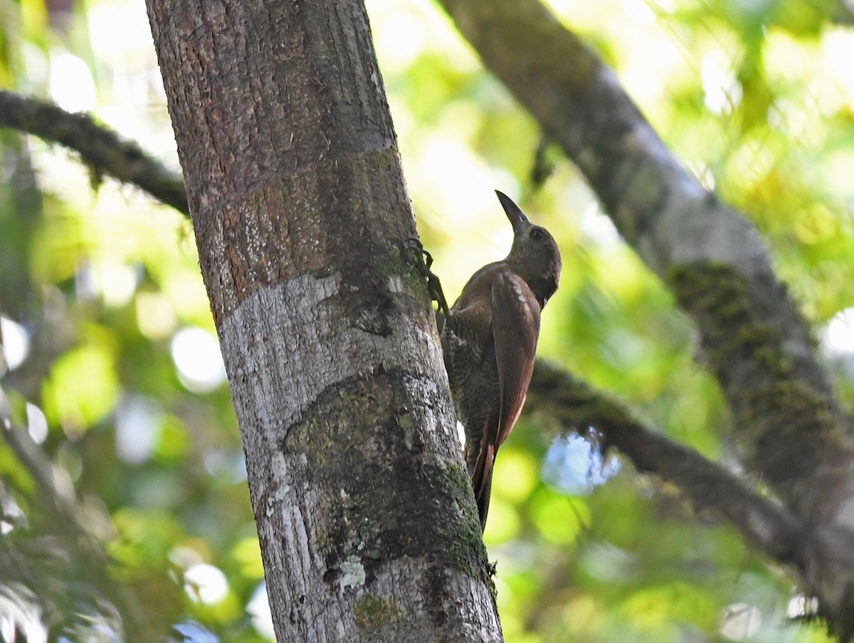 Bar-bellied Woodcreeper - ML430653611