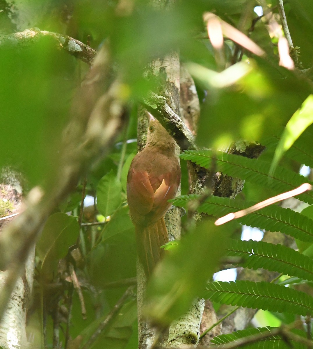 Bar-bellied Woodcreeper - ML430653621