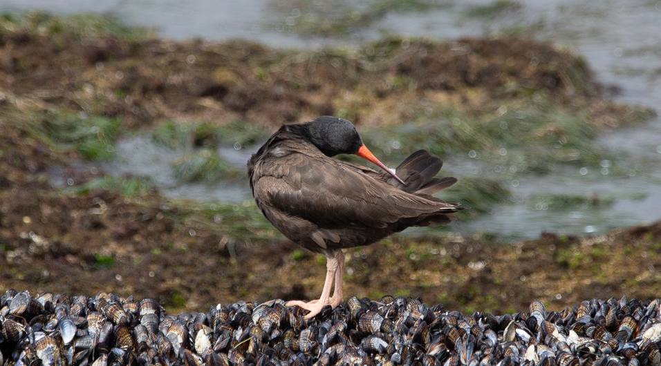 Black Oystercatcher - ML430655021