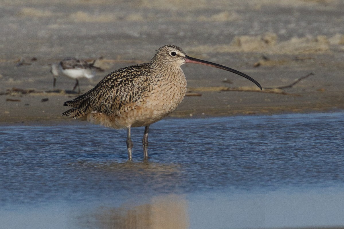 Long-billed Curlew - ML430655921